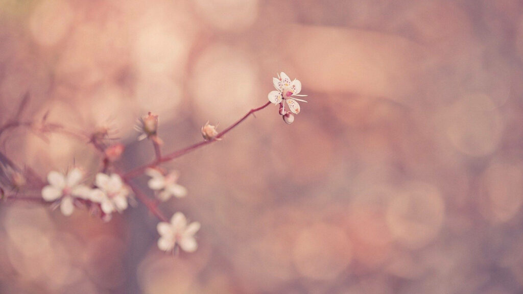 Delicate White Macro Flowers on Warm Blurred Bokeh Background Wallpaper