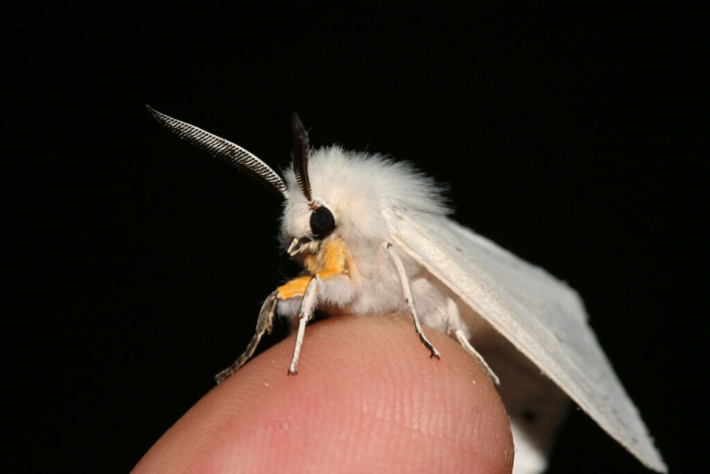 Delicate White Moth on Fingertip: Nature's Gentle Interaction Wallpaper