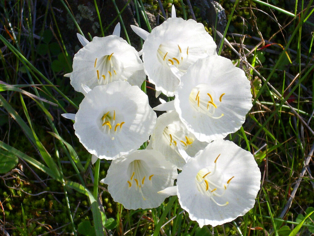 Delicate White Narcissus Flowers on Natural Green Background Wallpaper