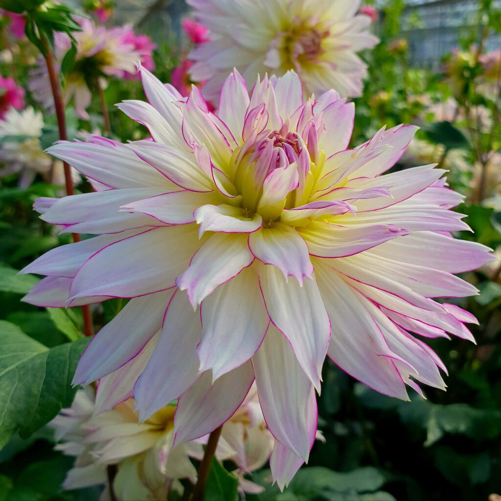 Close-up of white pink edged Dahlia flower with lush green background high-resolution wallpaper