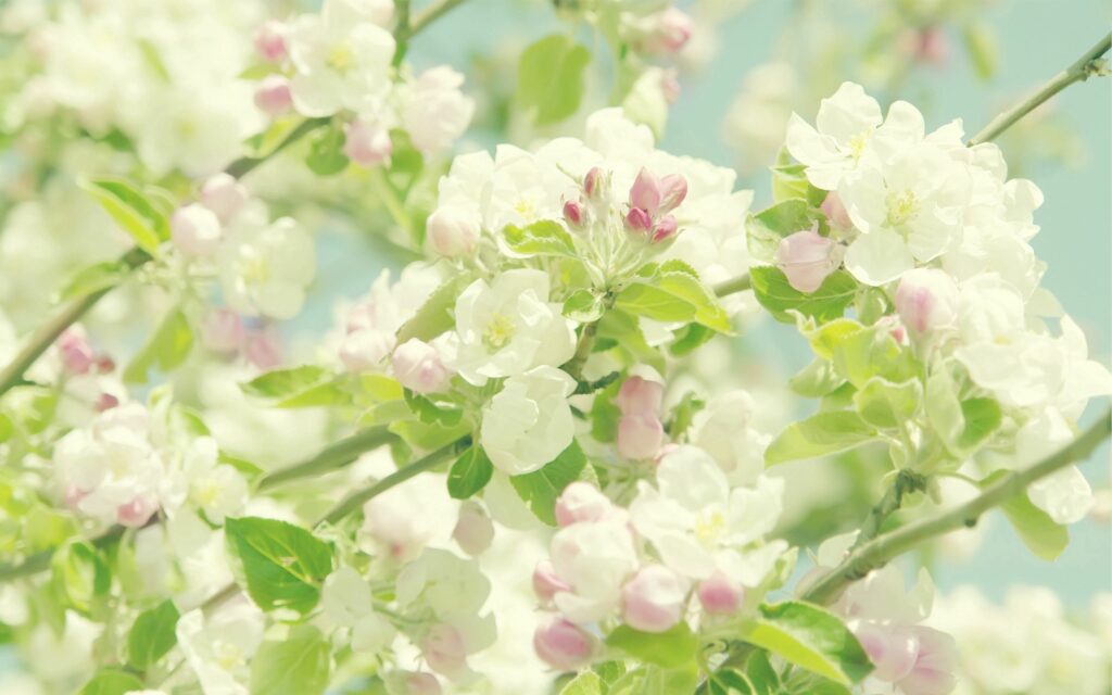 Delicate White & Pink Flower Wallpaper Against a Soft Blue Sky