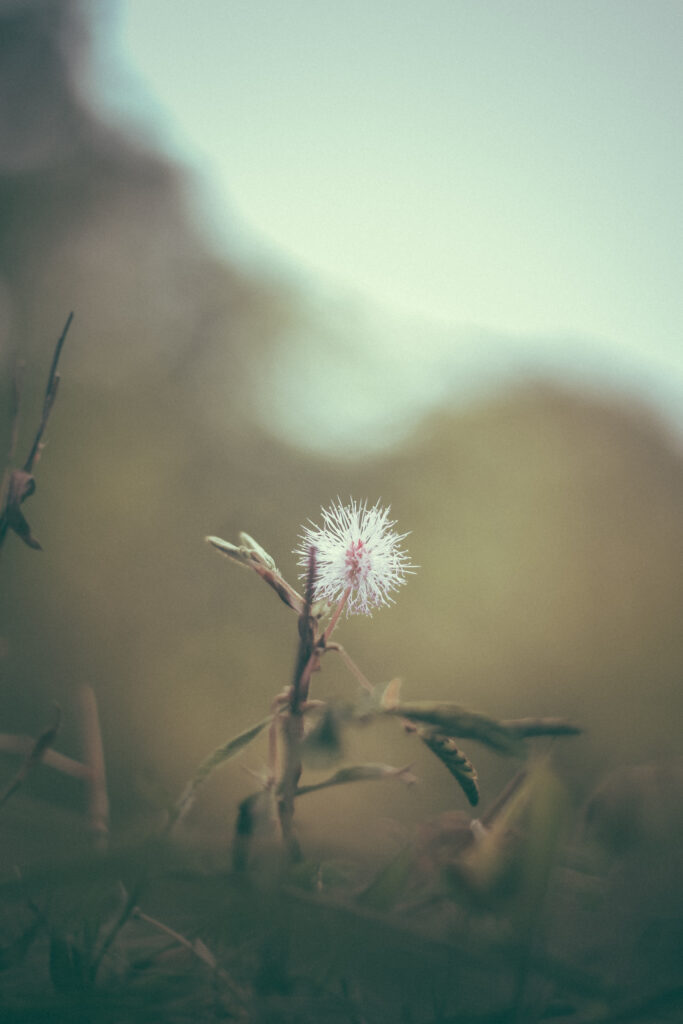 Delicate White Prickly Flower Close-Up - Soft Focus Nature Wallpaper