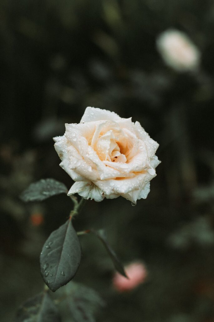 Delicate White Rose with Dew Drops | Soft Blurred Background Wallpaper