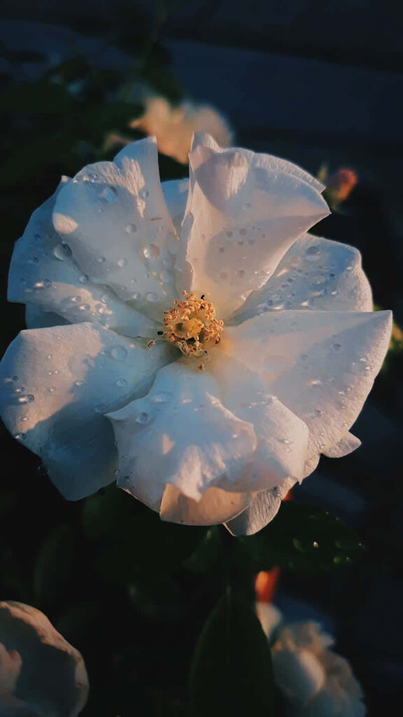 Delicate White Rose Wallpaper with Sparkling Water Droplets