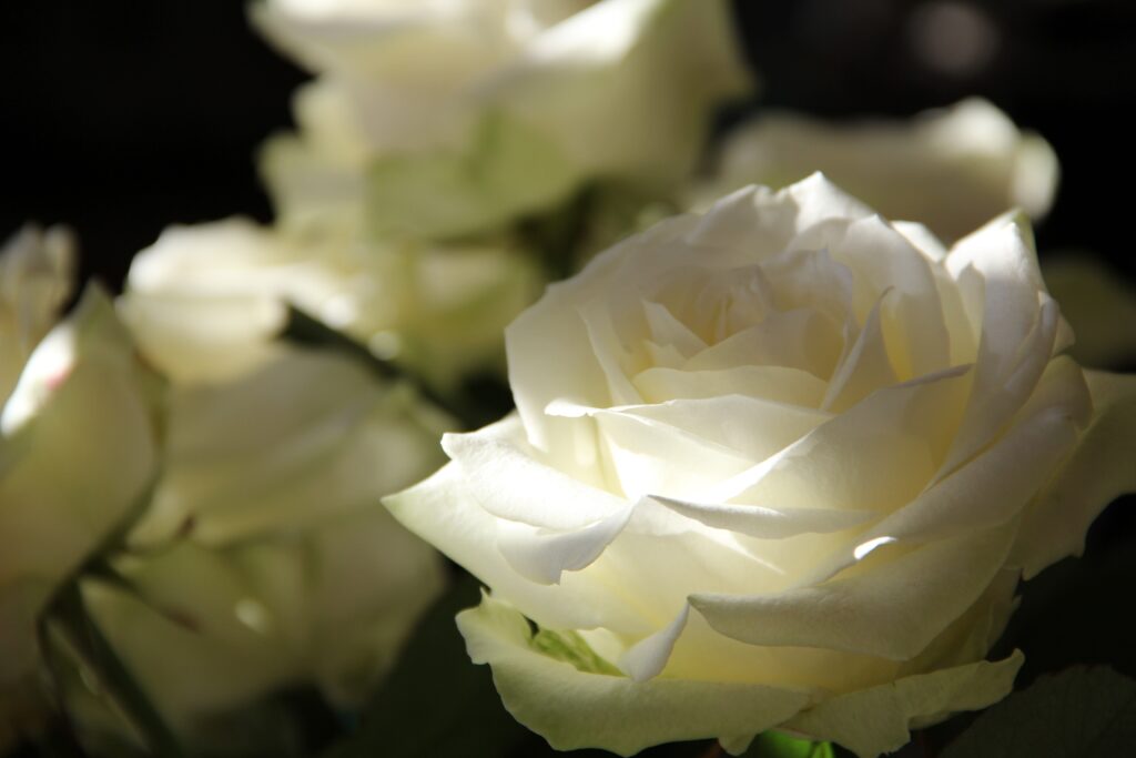 Delicate White Roses Wallpaper: Elegant Floral Background for Tranquility