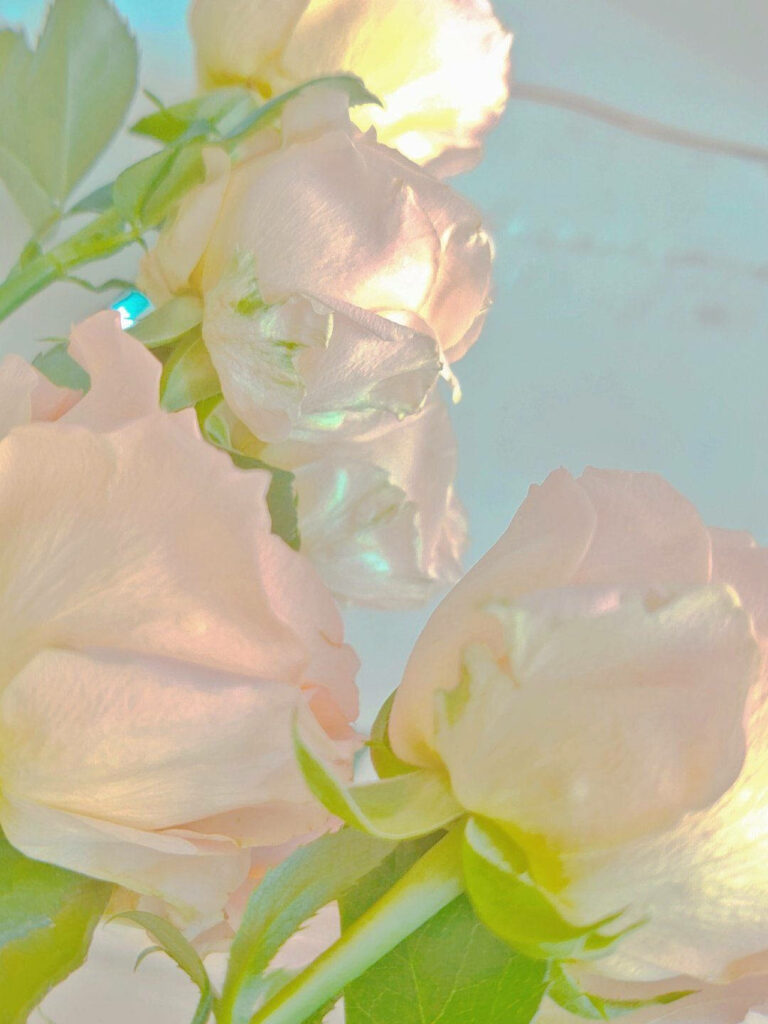 Serene White Rose Wallpaper with Ethereal Glow for Calm Background