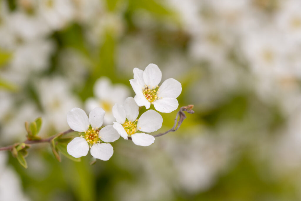 Macro Close-Up of Delicate White Spirea Flowers - Soft Blur Wallpaper
