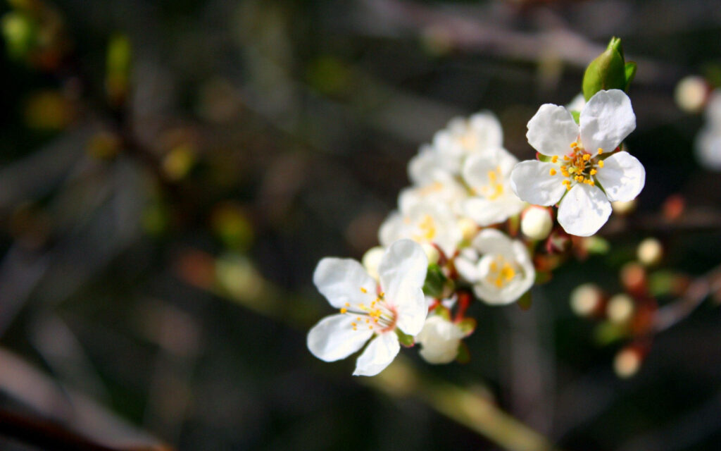 Delicate White Spring Blossoms: Serene Japanese Flowers Close-Up Wallpaper