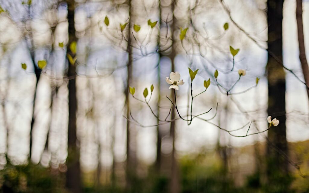 Delicate white spring flowers bloom on slender branches with soft green leaves forest background Wallpaper