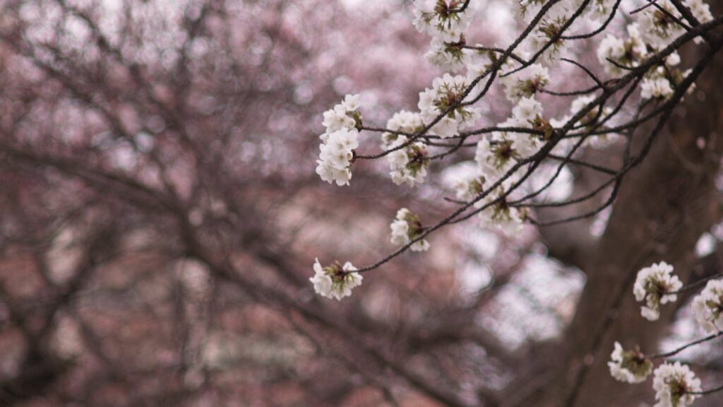 Delicate white flowers blooming on tree branches with soft blurred spring background wallpaper