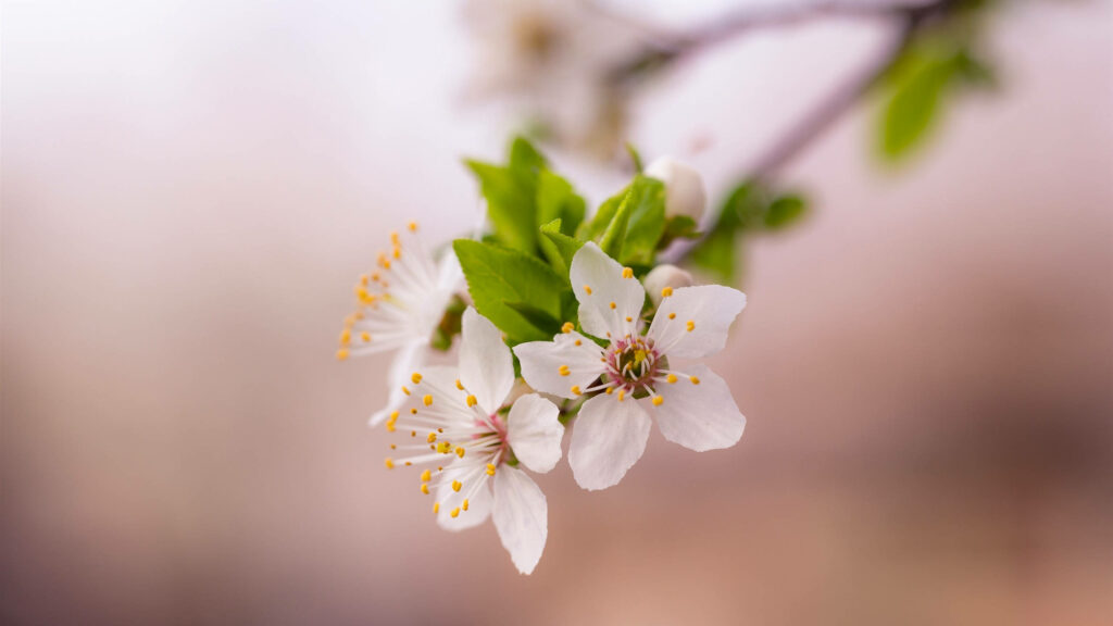 Delicate White Spring Flowers Blooming with Soft Blurred Background Wallpaper