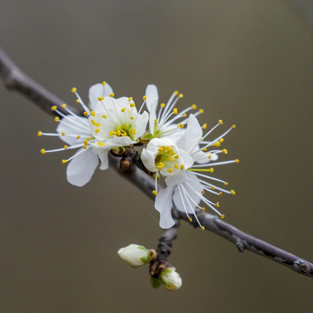 Delicate White Spring Flowers with Yellow Stamens Against Soft Background Wallpaper