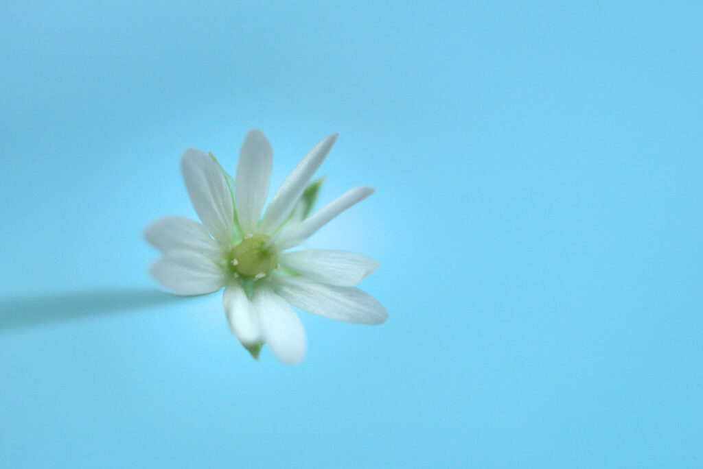Delicate White Stellaria Flower Wallpaper on Soft Blue Background