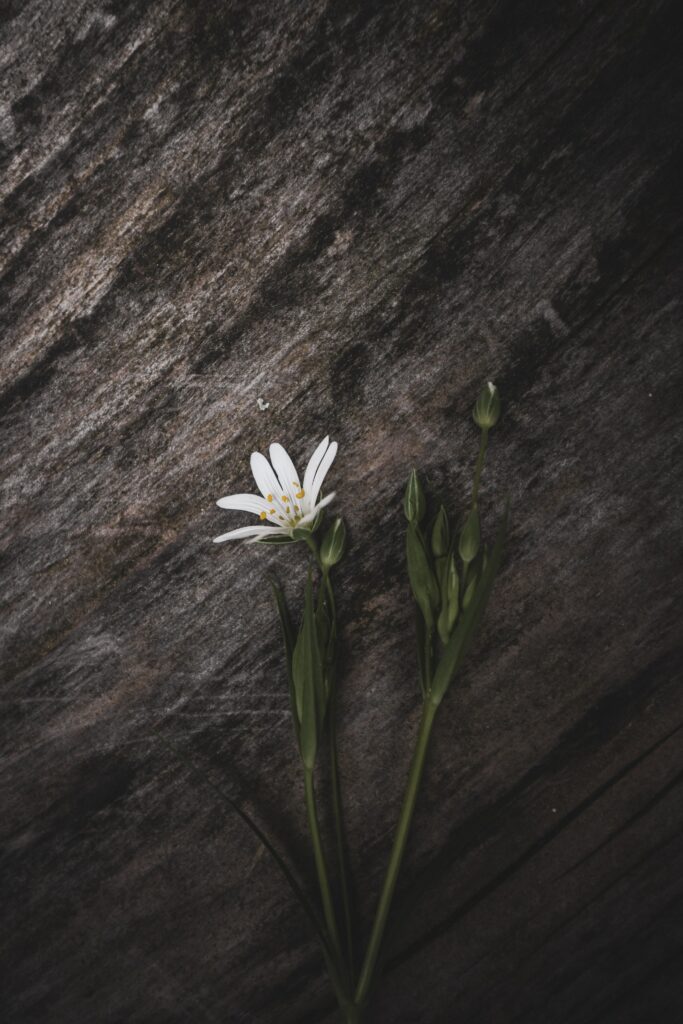 Delicate White Stellaria Flower on Textured Stone Background Wallpaper