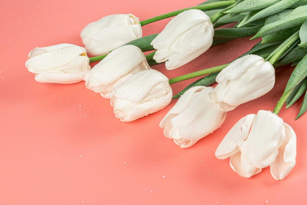 Delicate White Tulips with Dewdrops on Soft Pink Background Wallpaper