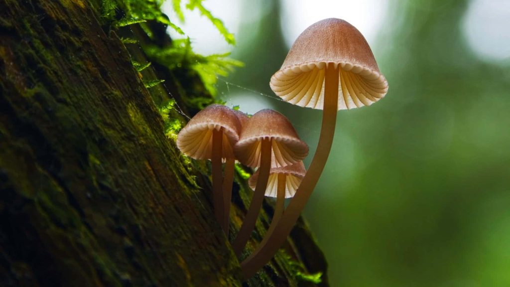 Macro photo of wild mushrooms on mossy bark with sunlight highlighting delicate gills and forest background Wallpaper