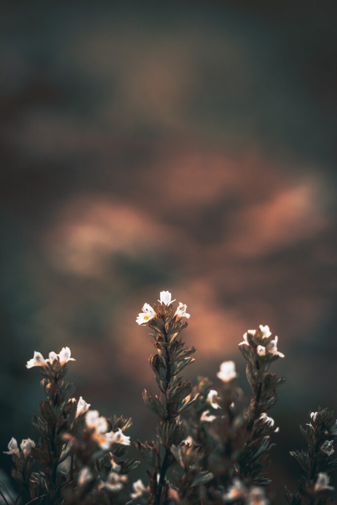 Delicate Wildflowers Wallpaper with Dreamy Bokeh Background