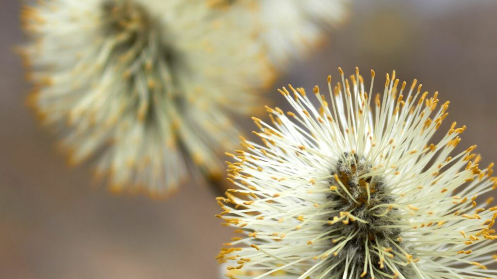 Delicate Willow Flowers Wallpaper: Feathery Structures & Golden Highlights