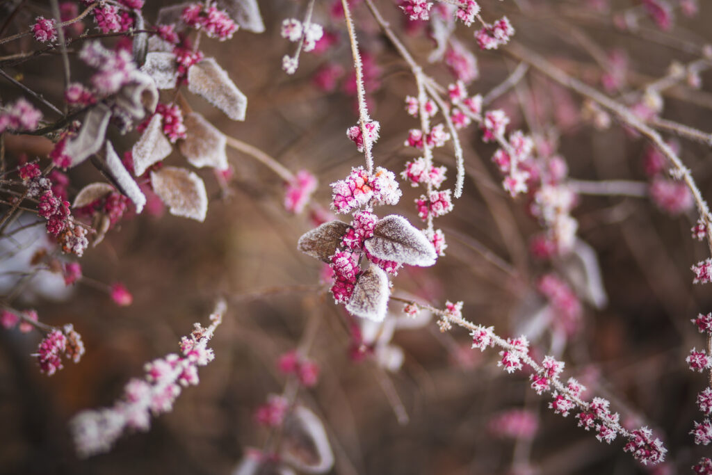 Delicate Winter Wallpaper: Frosted Branches & Pink Flowers Background