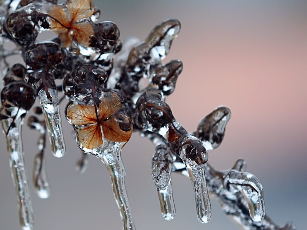 Winter Wallpaper: Frozen Branches & Frosty Details in Ice