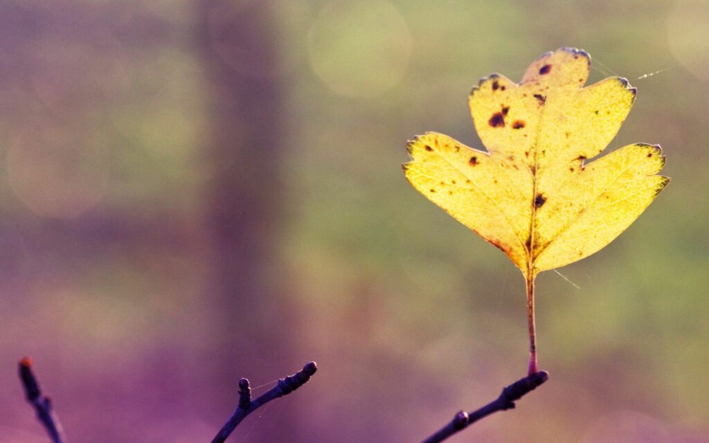 Delicate yellow autumn leaf on bare branch with sunlit web strands and soft pastel background Wallpaper