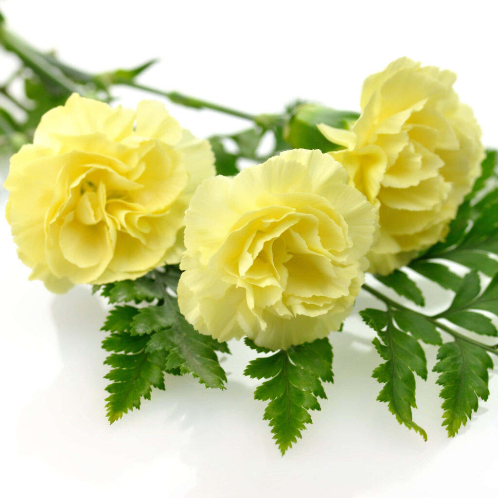 Fresh Yellow Carnations Wallpaper on White Background