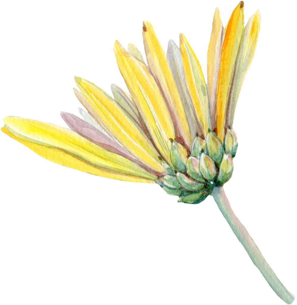 Delicate Yellow Chrysanthemum Watercolor Wallpaper Background