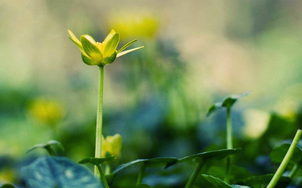 Vibrant Yellow Flower in Lush Green Grass - Sunlit Meadow Wallpaper