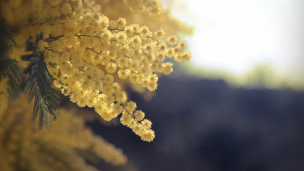 Delicate Yellow Flowers: Serene Wallpaper Background Close-Up