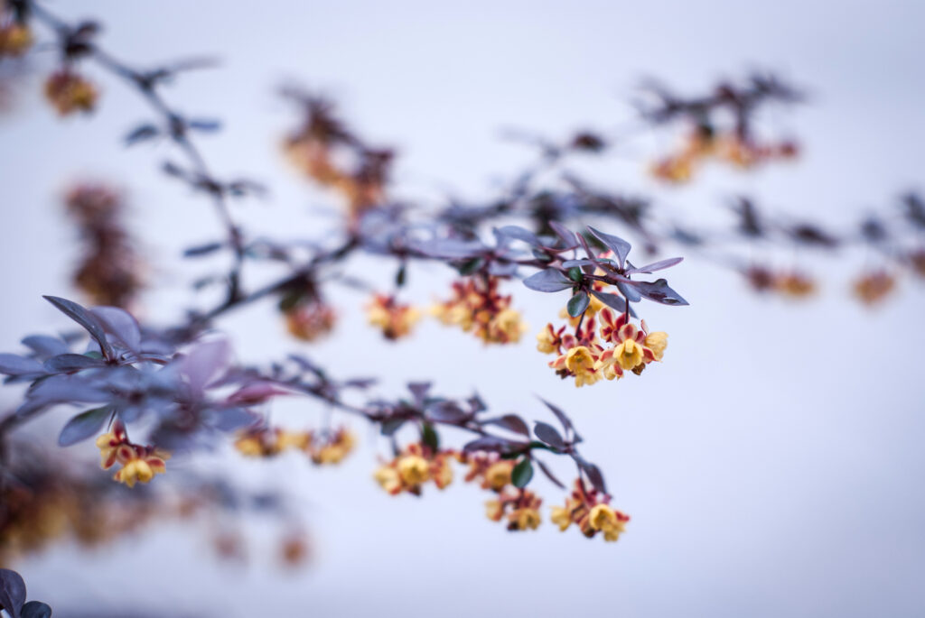 Delicate Yellow Flower Branch Wallpaper - Serene Soft-Focus Background