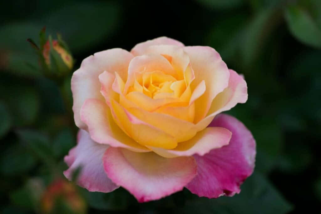 Graceful Yellow-Pink Rose Blooms Against Lush Green Background Wallpaper