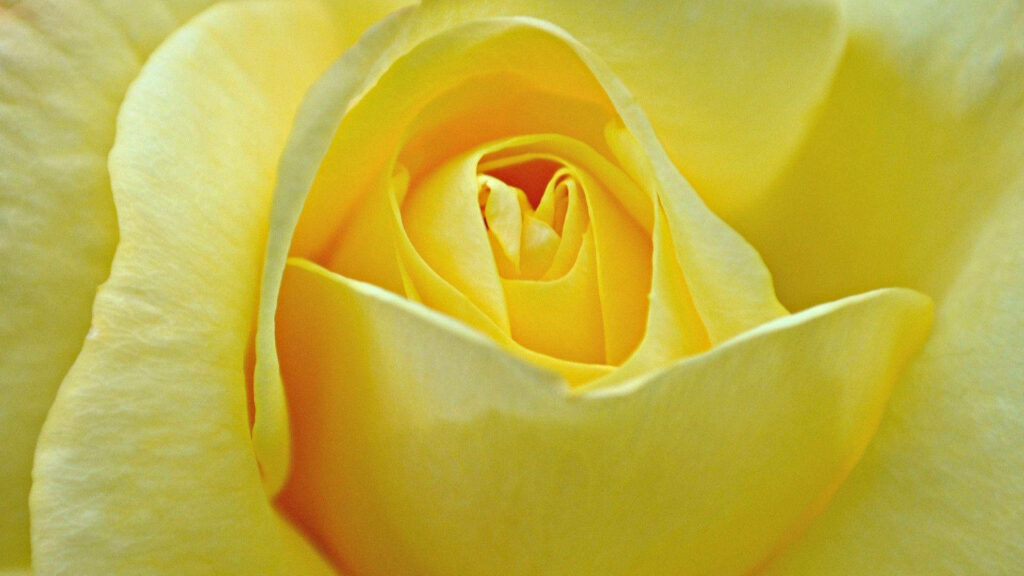 Serene Yellow Rose Close-Up: Soft Petals & Gentle Curves Wallpaper