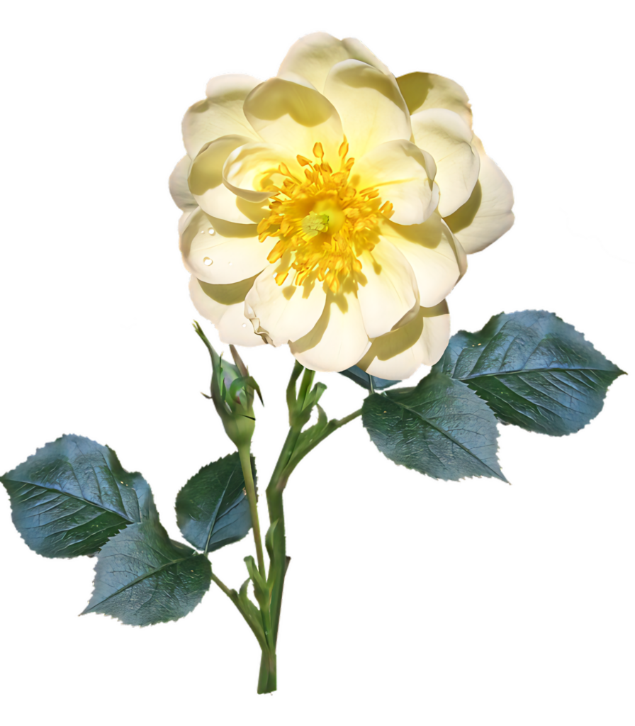 Vibrant Yellow Rose Wallpaper on Transparent Background for Designs