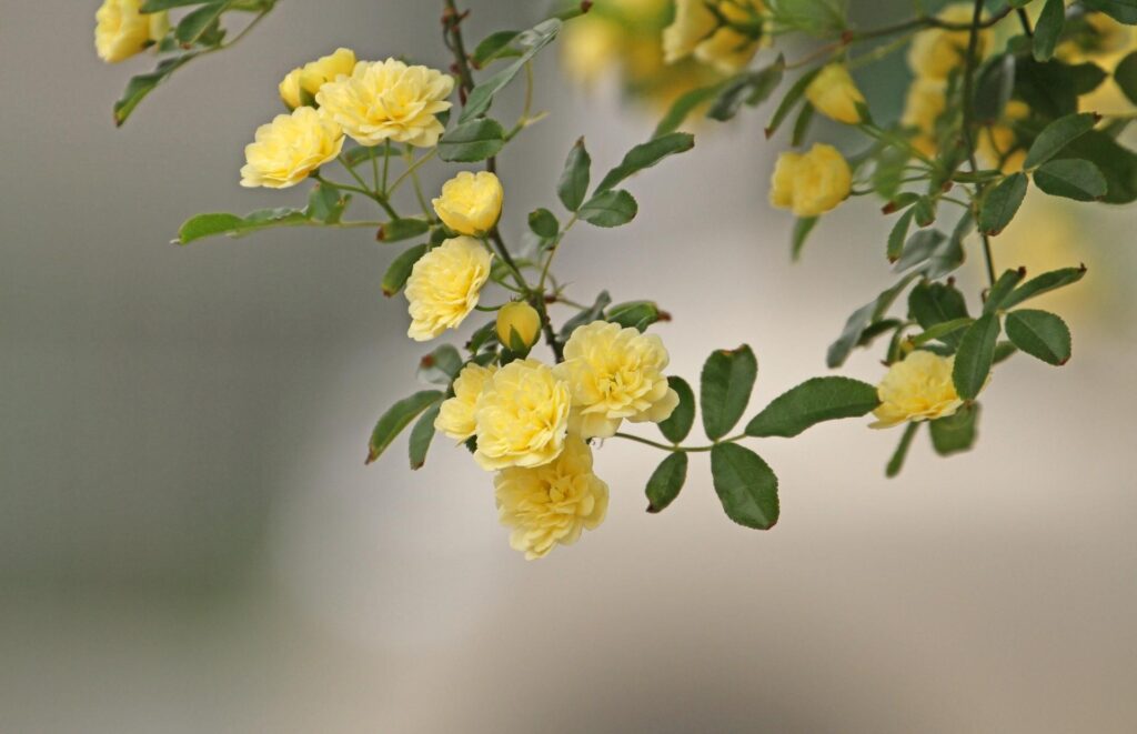 Delicate Yellow Roses Wallpaper: Dreamy Nature-Inspired Background