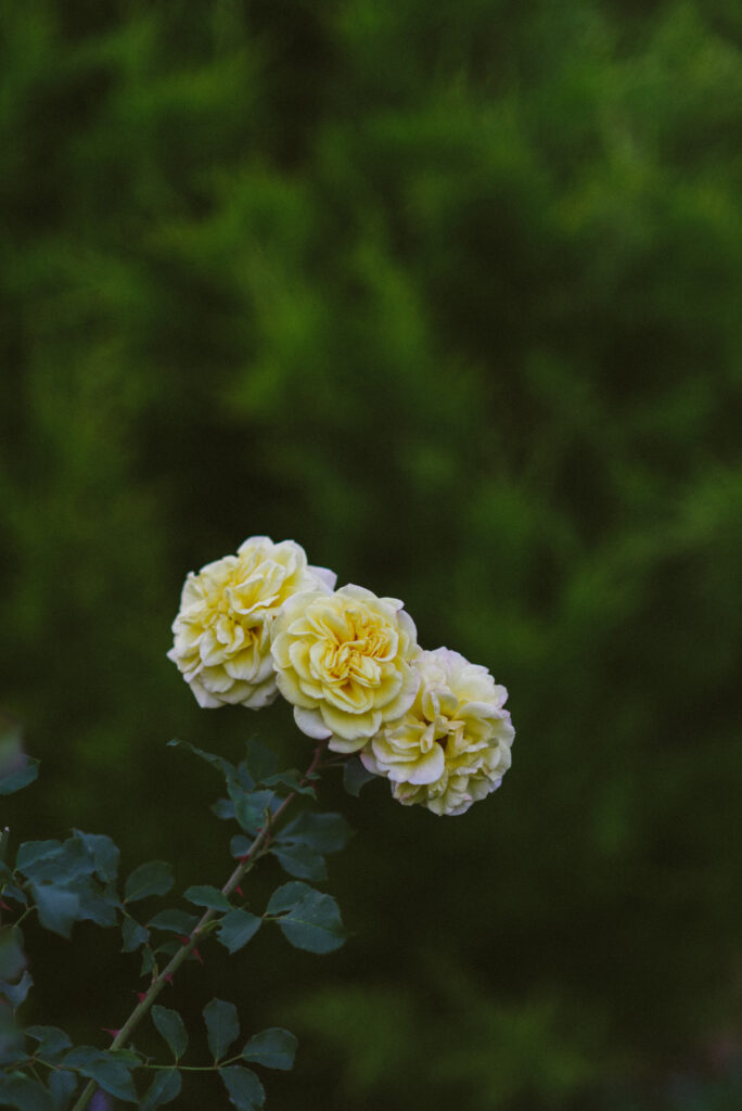 Delicate Yellow Roses Wallpaper on Rich Green Background - 4016x6016
