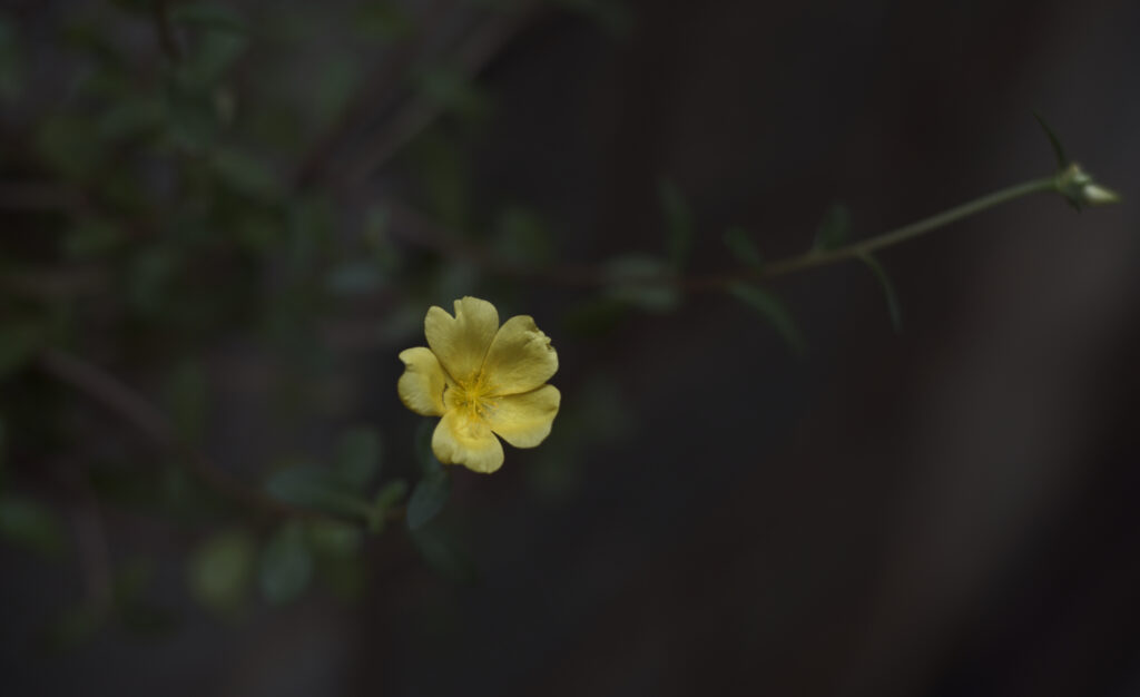 Delicate Yellow Sida Flower on Dark Blurred Background - Wallpaper