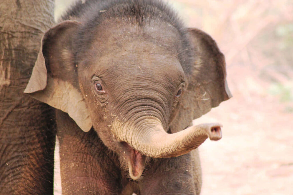 Curious Baby Elephant Playfully Poses in Natural Setting Wallpaper