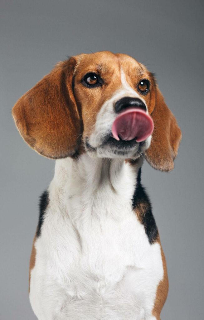 Charming Beagle Pup Wallpaper: Playful & Expressive on Gray Background