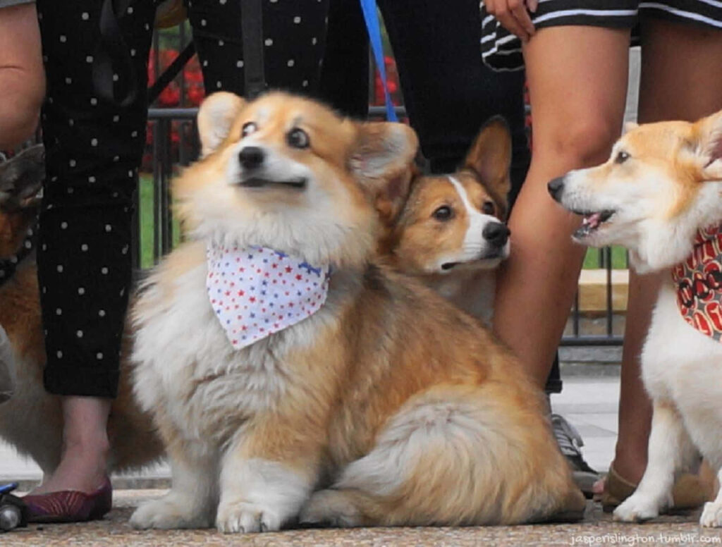 Charming Corgi Wallpaper: Fluffy Dog in a Playful Scene