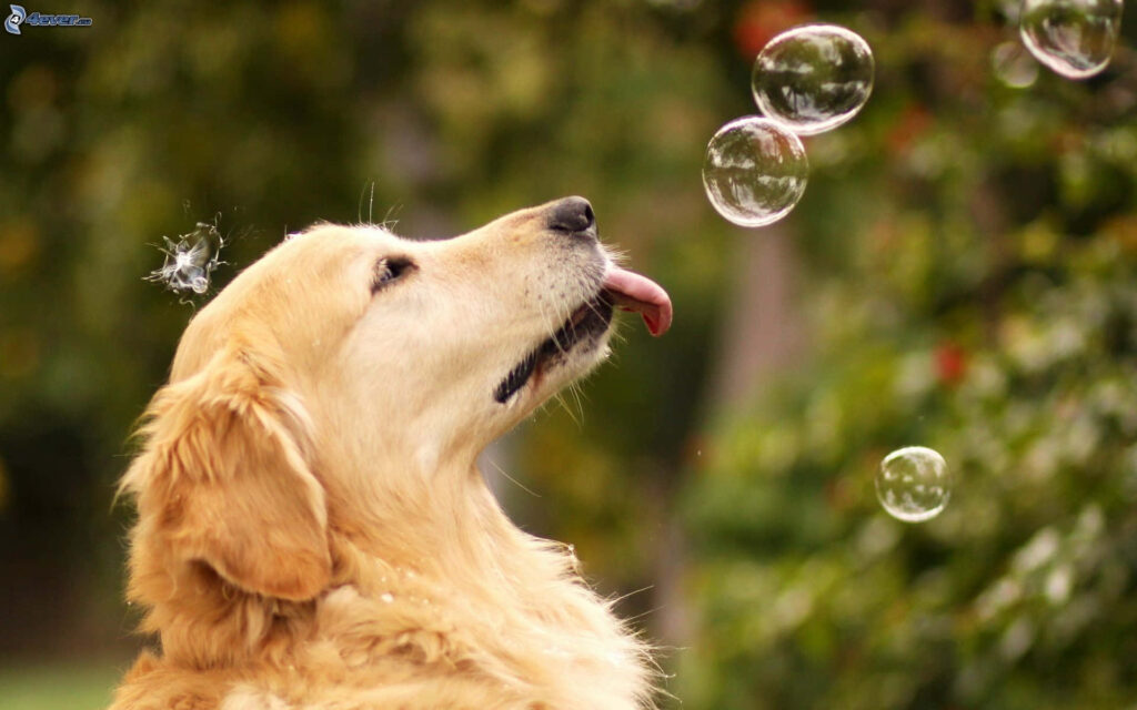 Charming Golden Retriever Playfully with Bubbles – Wallpaper Background