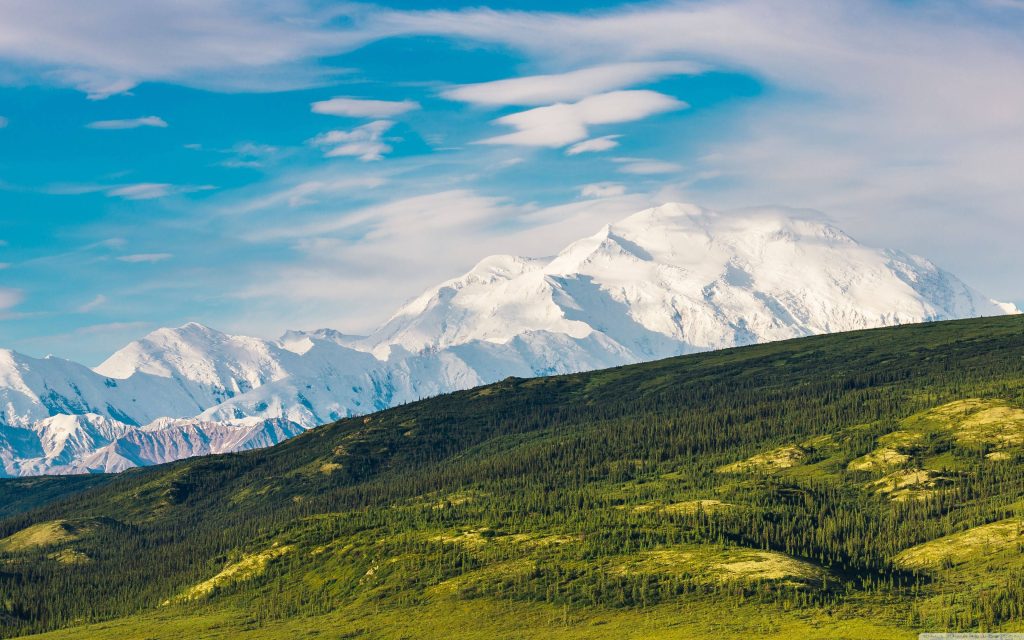 Denali Alaska mountain with green tundra and trees under blue sky perfect nature wallpaper view