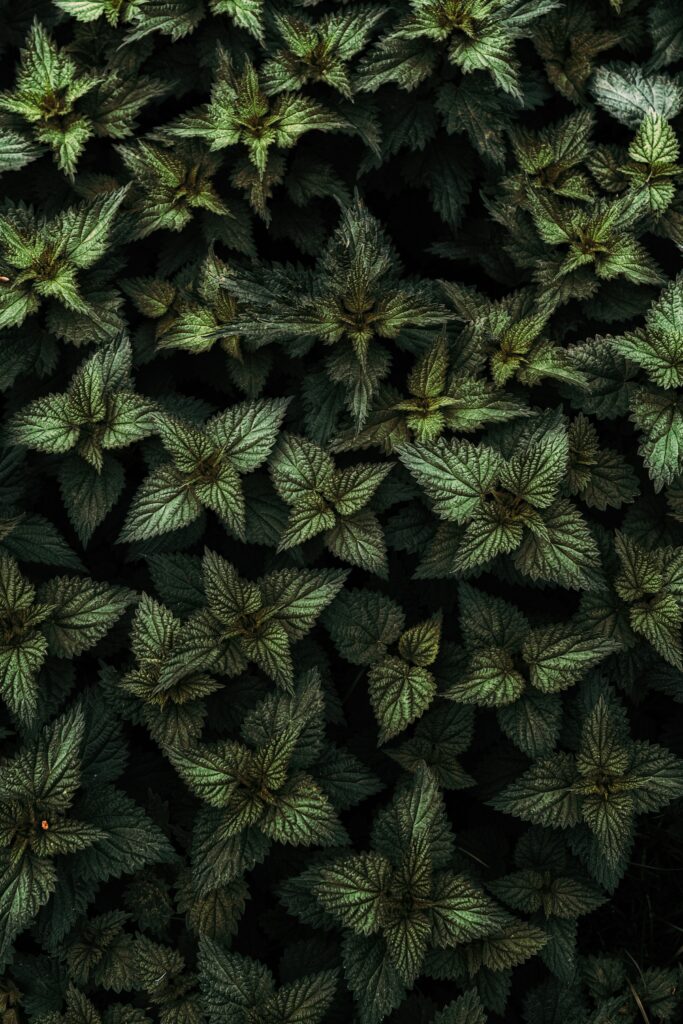 Dense cluster of green nettle leaves with intricate patterns natural botanical wallpaper background