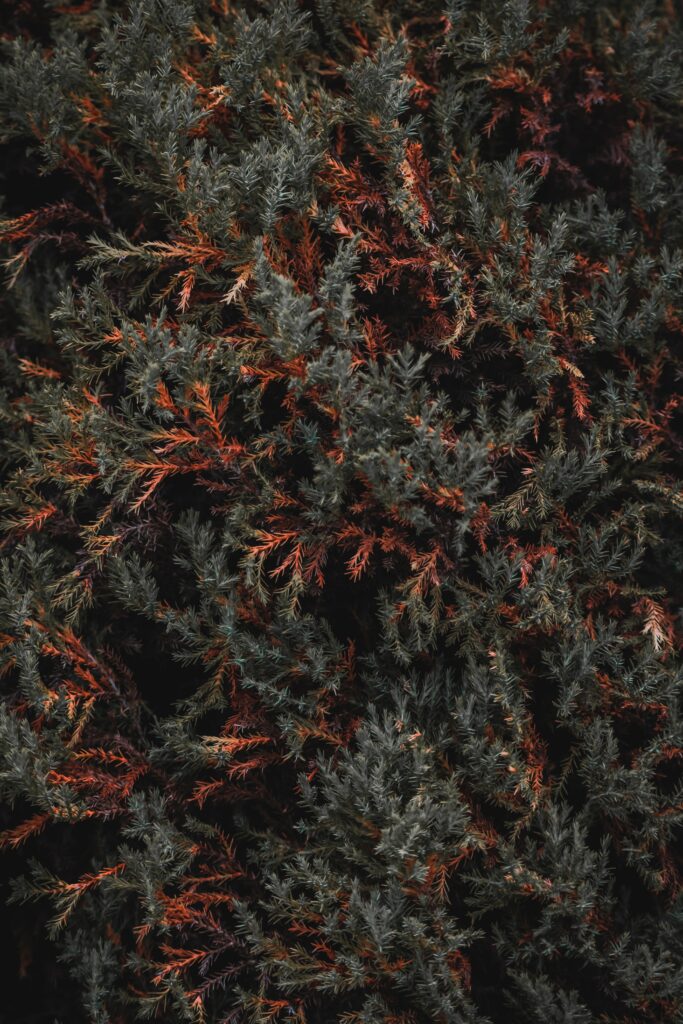 Dense bush with rich green foliage and reddish branches natural textured wallpaper background