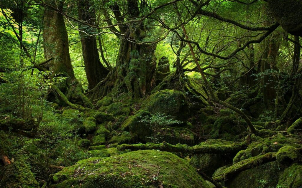 Dense jungle wallpaper with towering trees lush moss and twisted roots in vibrant green forest