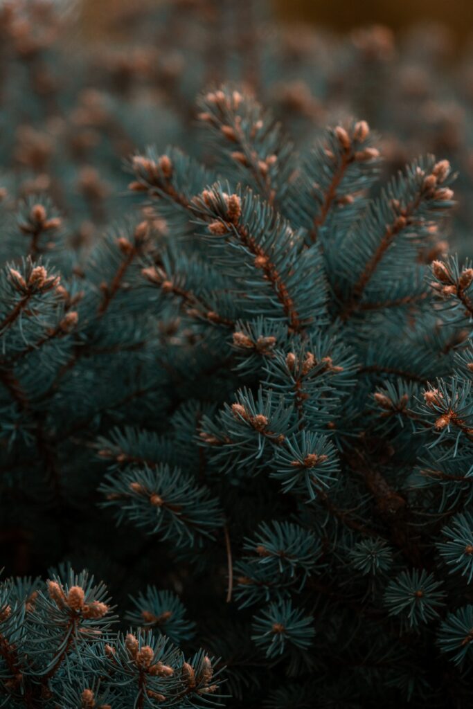 Dense spruce branches with blue green needles and brown buds nature wallpaper background