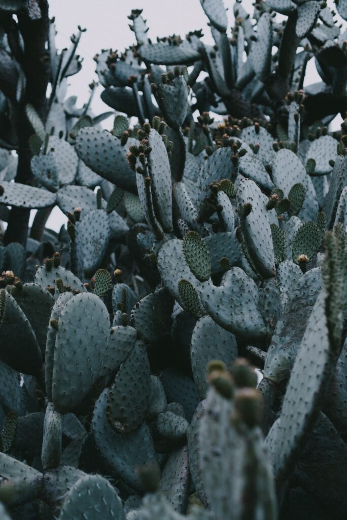 Dense cluster of green cactus plants with sharp spines and textured pads in natural light wallpaper