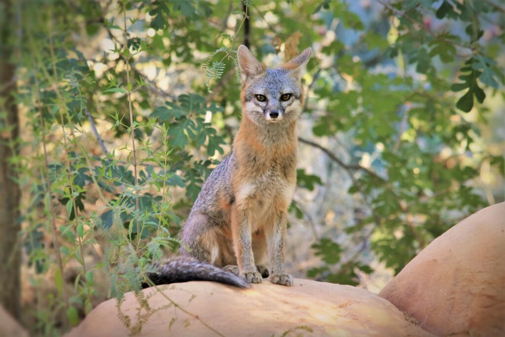 Desert Fox on Rock: A Vigilant Predator Amidst Lush Greenery Wallpaper