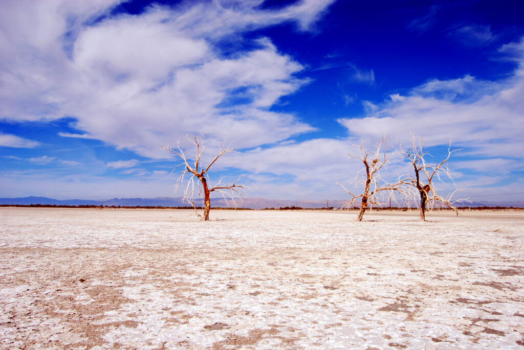 Three leafless trees with twisted branches in dry lake under vivid blue sky with clouds wallpaper