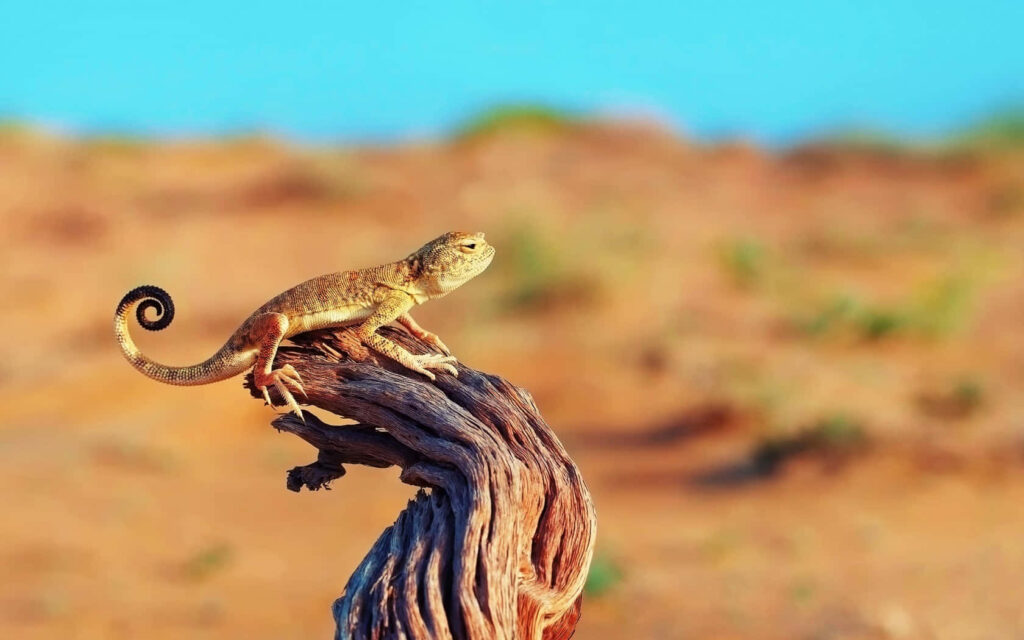 Lizard on Gnarled Wood in Desert with Blurred Bokeh Background Wallpaper