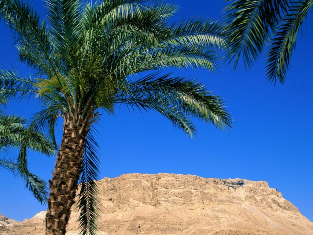 Vibrant desert oasis wallpaper with tall palm trees canyon sunlit mountains and blue sky background